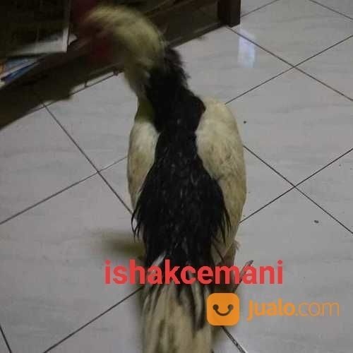 Ayam Tulak Jantan Dewasa Untuk Syarat & Cocok Untuk Koleksi