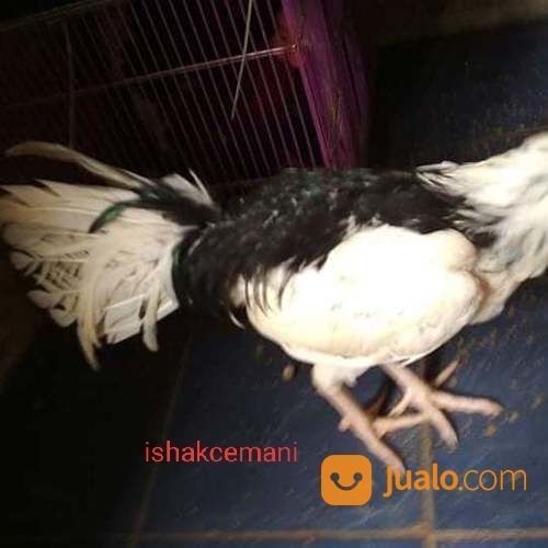 Ayam Tulak Jantan Dewasa Untuk Syarat & Cocok Untuk Koleksi