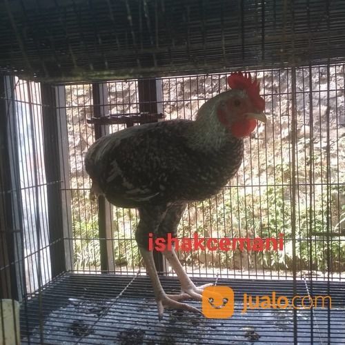 Ayam Tukung Legendaris Warna Jali Unik Antik Dan Super Sangat Langka