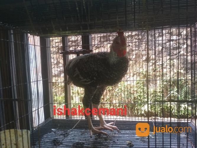 Ayam Tukung Legendaris Warna Jali Unik Antik Dan Super Sangat Langka