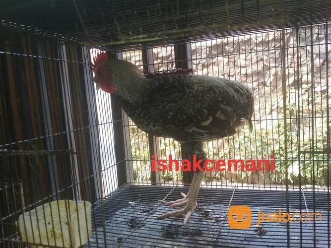 Ayam Tukung Legendaris Warna Jali Unik Antik Dan Super Sangat Langka