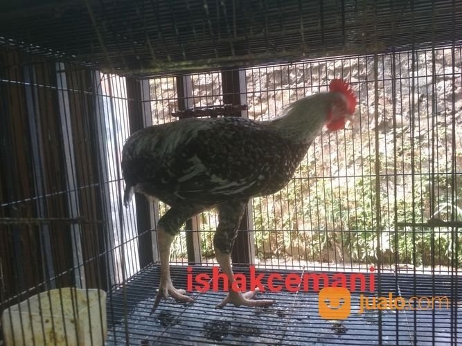 Ayam Tukung Legendaris Warna Jali Unik Antik Dan Super Sangat Langka