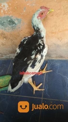 Ayam Tulak Jantan Remaja Mantap Murah Harganya
