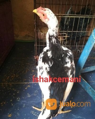 Ayam Tulak Jantan Remaja Mantap Murah Harganya