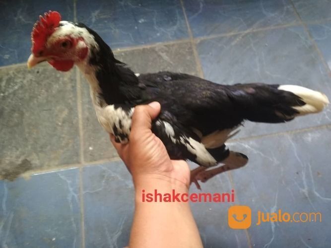 Ayam Tulak Jantan Remaja Langka Cantik Dan Sangat Jarang Ada