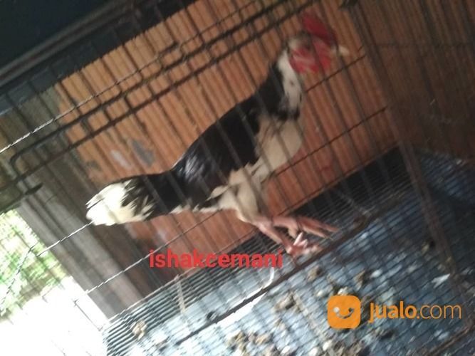 Ayam Tulak Jantan Remaja Langka Cantik Dan Sangat Jarang Ada