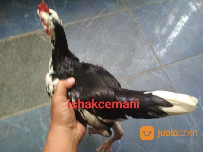 Ayam Tulak Jantan Remaja Langka Cantik Dan Sangat Jarang Ada