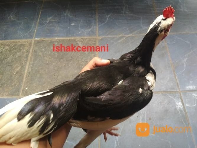 Ayam Tulak Jantan Remaja Langka Cantik Dan Sangat Jarang Ada