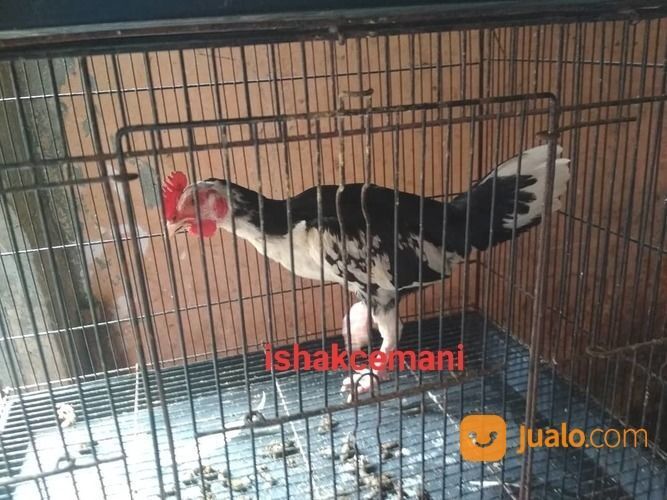 Ayam Tulak Jantan Remaja Langka Cantik Dan Sangat Jarang Ada