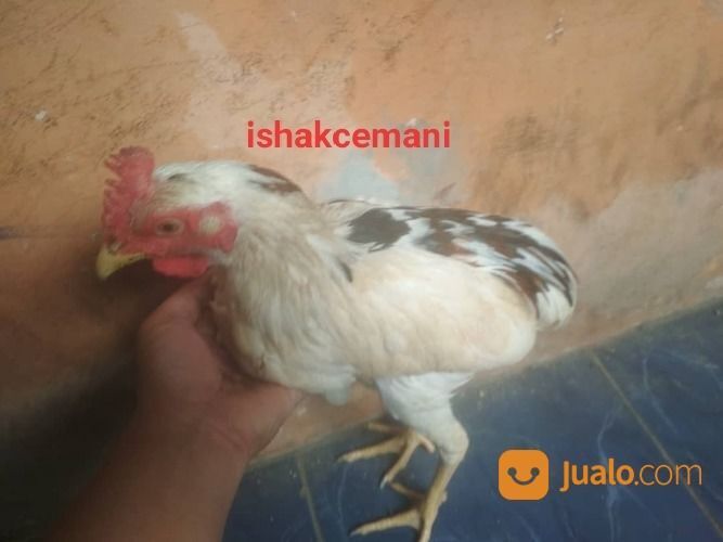 Ayam Tukung Tulak Telon ( 3 Warna ) Dijamin Langka Gak Ada Yang Punya