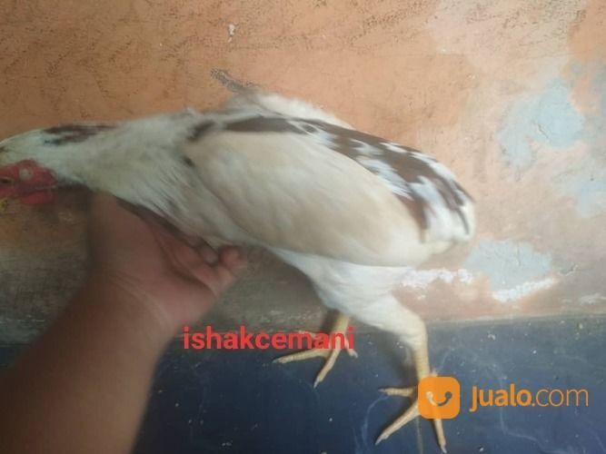 Ayam Tukung Tulak Telon ( 3 Warna ) Dijamin Langka Gak Ada Yang Punya