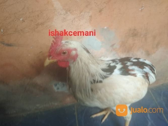 Ayam Tukung Tulak Telon ( 3 Warna ) Dijamin Langka Gak Ada Yang Punya
