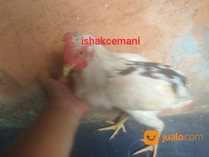 Ayam Tukung Tulak Telon ( 3 Warna ) Dijamin Langka Gak Ada Yang Punya