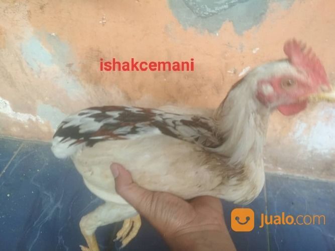Ayam Tukung Tulak Telon ( 3 Warna ) Dijamin Langka Gak Ada Yang Punya