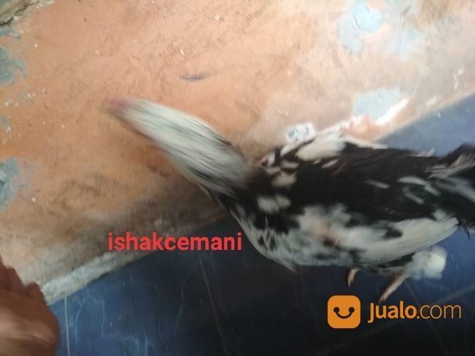 Ayam Tulak Jantan Dewasa Super Sangat Langka Dan Super Sangat Langka