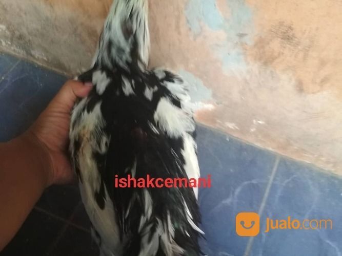 Ayam Tulak Jantan Dewasa Super Sangat Langka Dan Super Sangat Langka