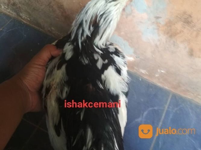 Ayam Tulak Jantan Dewasa Super Sangat Langka Dan Super Sangat Langka