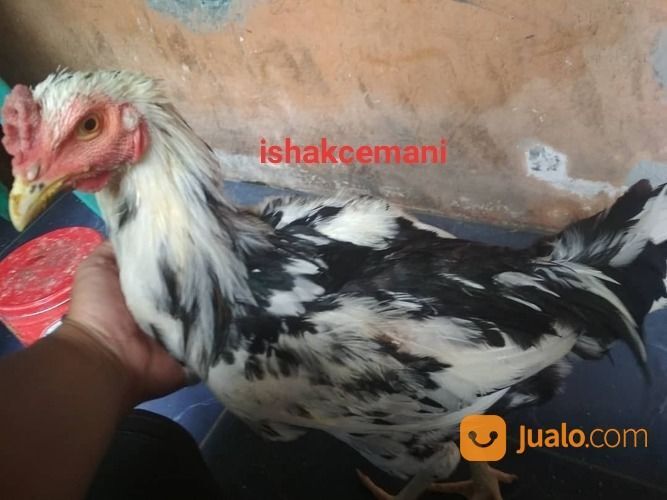 Ayam Tulak Jantan Dewasa Super Sangat Langka Dan Super Sangat Langka