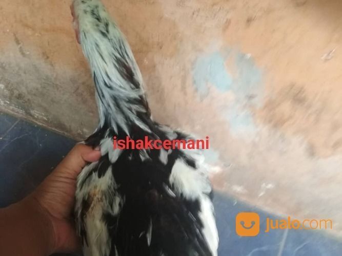 Ayam Tulak Jantan Dewasa Super Sangat Langka Dan Super Sangat Langka