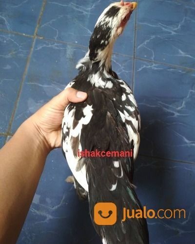 Ayam Tulak Betina Dewasa Super Unik Dan Langka