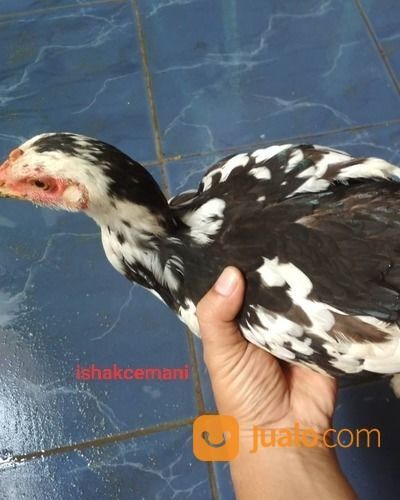 Ayam Tulak Betina Dewasa Super Unik Dan Langka