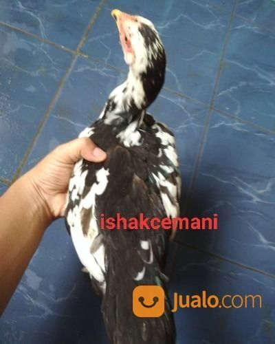 Ayam Tulak Betina Dewasa Super Unik Dan Langka
