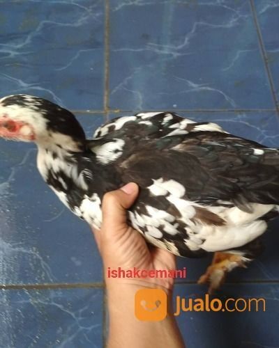 Ayam Tulak Betina Dewasa Super Unik Dan Langka