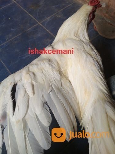Ayam Putih Selap Hitam Jantan Dewasa Sanggar Delima