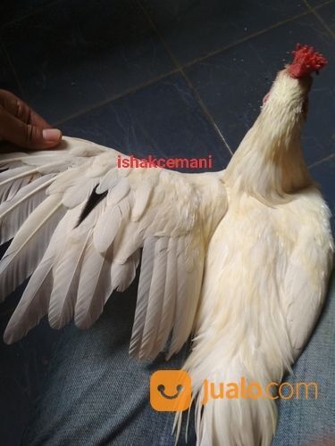 Ayam Putih Selap Hitam Jantan Dewasa Sanggar Delima