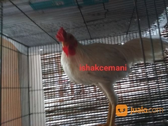 Ayam Putih Selap Hitam Jantan Dewasa Sanggar Delima