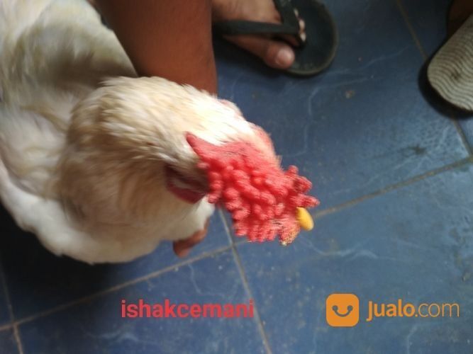 Ayam Putih Selap Hitam Jantan Dewasa Sanggar Delima