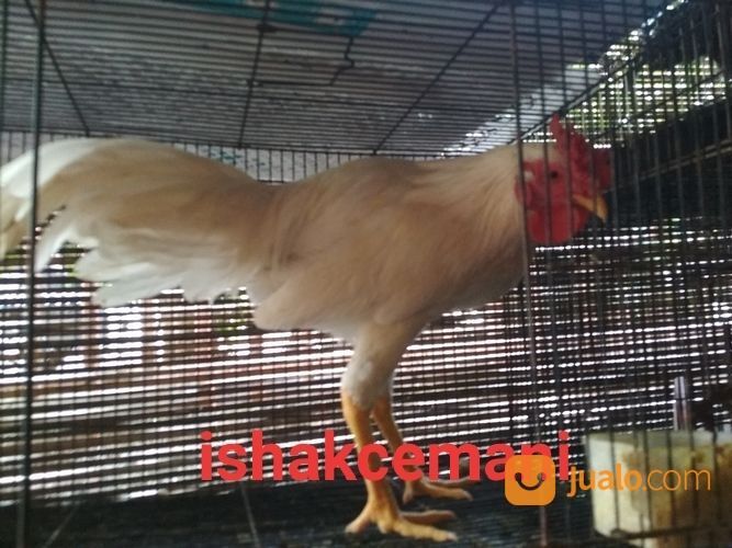 Ayam Putih Selap Hitam Jantan Dewasa Sanggar Delima