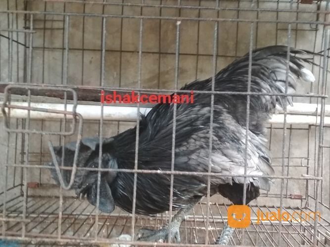 Ayam Cemani Klawu Kethek Super Langka Sangat Jarang Ada