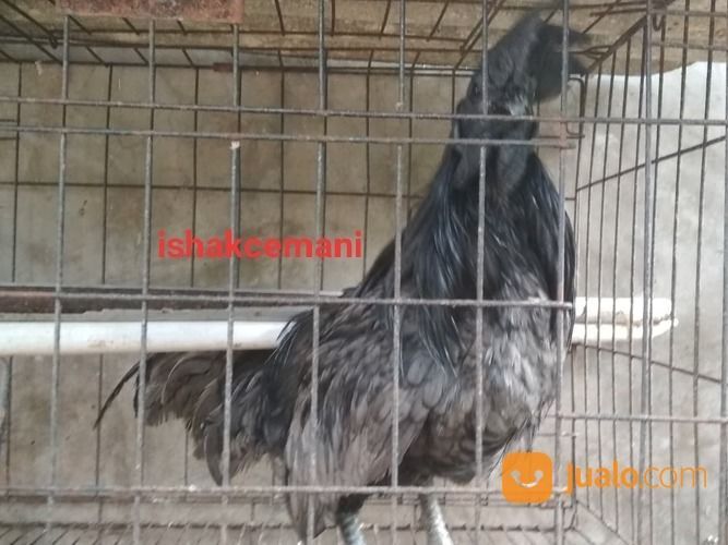 Ayam Cemani Klawu Kethek Super Langka Sangat Jarang Ada