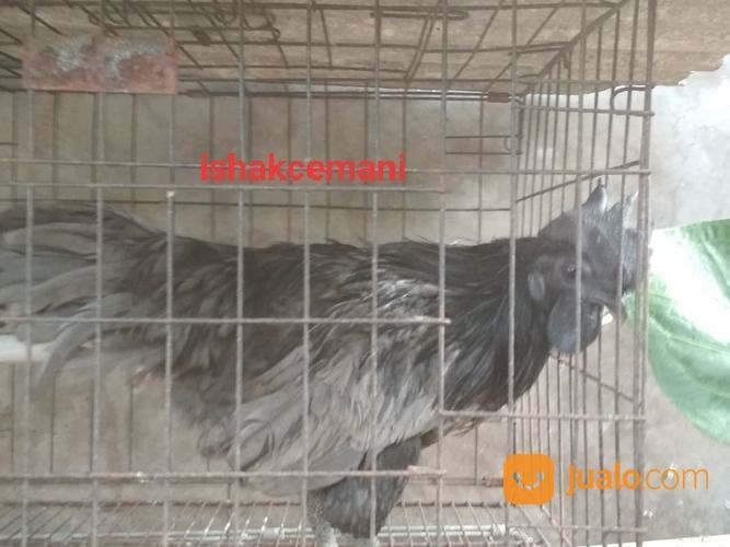 Ayam Cemani Klawu Kethek Super Langka Sangat Jarang Ada