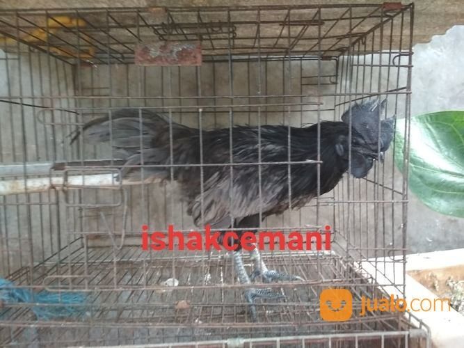 Ayam Cemani Klawu Kethek Super Langka Sangat Jarang Ada