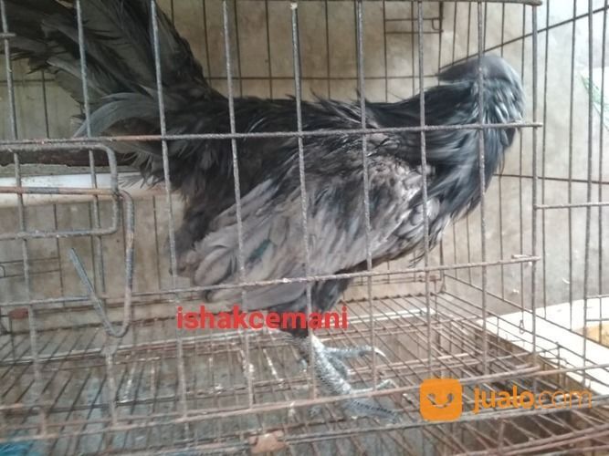 Ayam Cemani Klawu Kethek Super Langka Sangat Jarang Ada