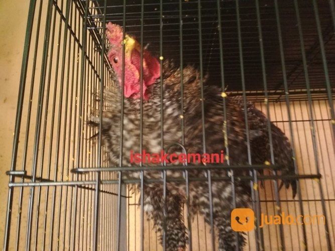 Ayam Walik Jali Burik Jantan Langka Kwalitas Super Istimewa Jarang Ada