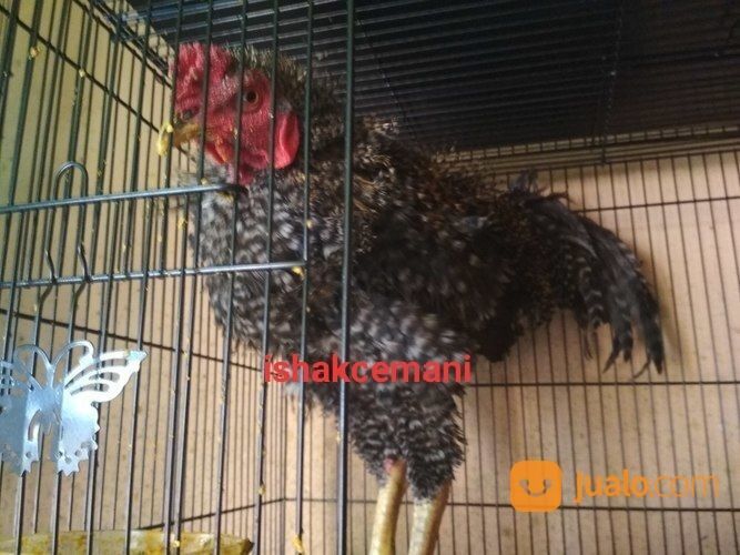 Ayam Walik Jali Burik Jantan Langka Kwalitas Super Istimewa Jarang Ada