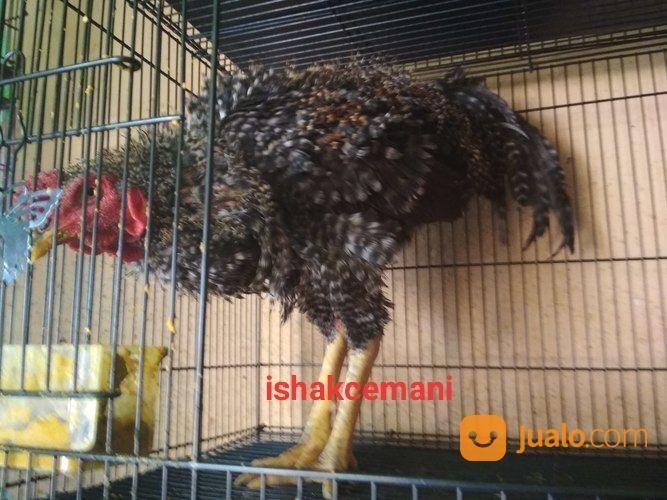 Ayam Walik Jali Burik Jantan Langka Kwalitas Super Istimewa Jarang Ada