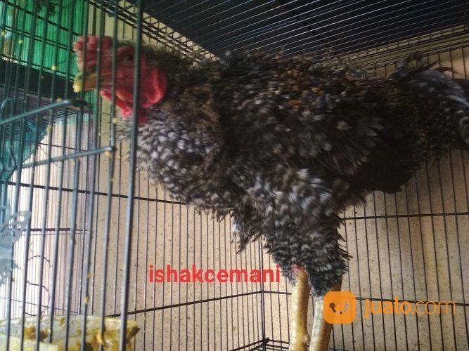 Ayam Walik Jali Burik Jantan Langka Kwalitas Super Istimewa Jarang Ada