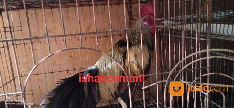 Ayam Bekisar Jalak Wido Jinak Mulus Ganteng Gagah Kaya Yang Punya