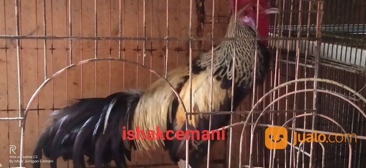 Ayam Bekisar Jalak Wido Jinak Mulus Ganteng Gagah Kaya Yang Punya