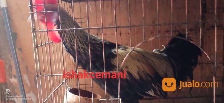Ayam Bekisar Jalak Wido Jinak Mulus Ganteng Gagah Kaya Yang Punya