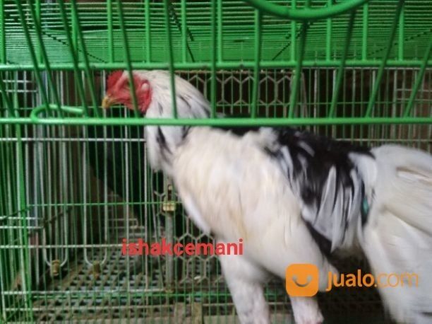 Ayam Tulak Jantan Dewasa Mantap Oke Punya Unik Cantik Menarik