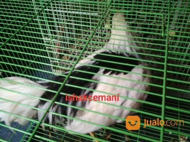 Ayam Tulak Jantan Dewasa Mantap Oke Punya Unik Cantik Menarik