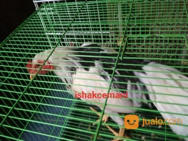 Ayam Tulak Jantan Dewasa Mantap Oke Punya Unik Cantik Menarik
