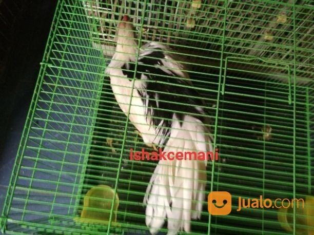 Ayam Tulak Jantan Dewasa Mantap Oke Punya Unik Cantik Menarik