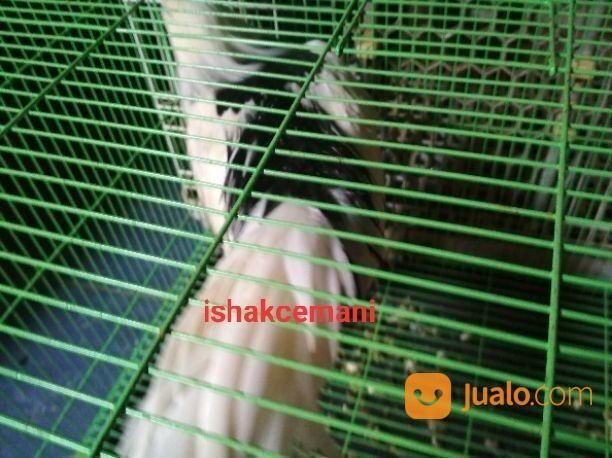 Ayam Tulak Jantan Dewasa Mantap Oke Punya Unik Cantik Menarik