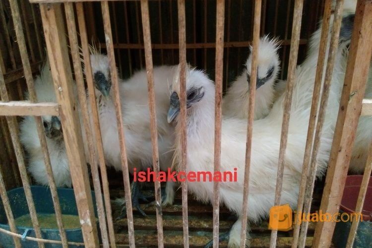Ayam Kapas/Silkie Lucu Unik Dan Cantik